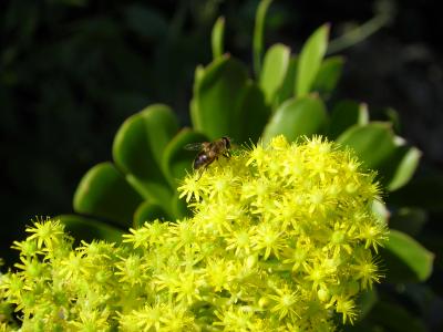 Aeonium undulatum: Eine endemische Schönheit der Kanarischen Inseln