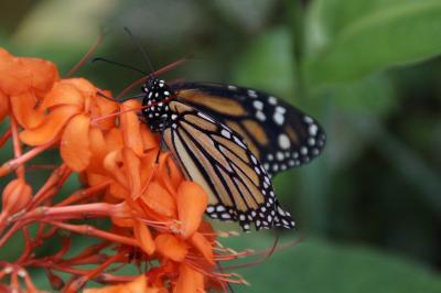 Der Monarchfalter auf Teneriffa: Ein umfassender Einblick