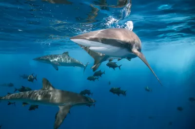 Die verborgenen Jäger des Atlantiks: Haiarten rund um Teneriffa und ihre Interaktionen mit dem Menschen