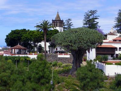 Der Drachenbaum von Icod de los Vinos: Ein Portal in die Vergangenheit, Botanik und Mythen