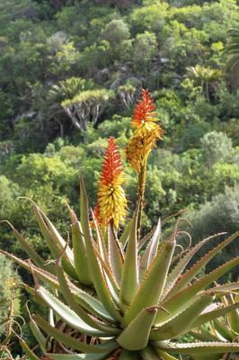 Aloe Vera: Die faszinierende Biologie einer Heilpflanze