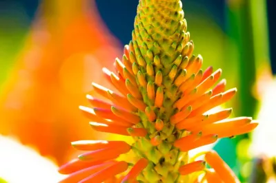 Aloe Vera: Von der Antike bis heute – Die Reise einer Heilpflanze