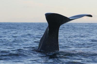 Gefühlswelten unter Wasser: Die emotionale Tiefe der Wale und die Kontroverse um ihre Gefangenschaft